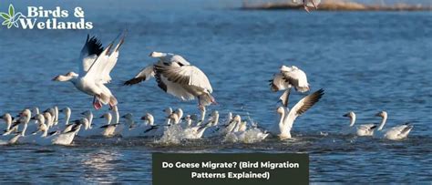 The Spiritual Connection between California's Goose Migration and Indigenous Cultures
